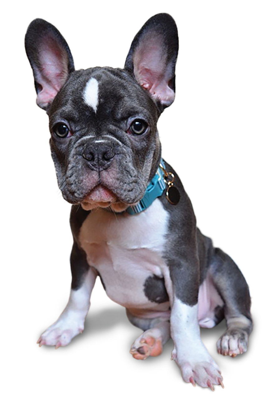 Fancy Frenchies – Florida Fancy Frenchies, french bulldogs breeders