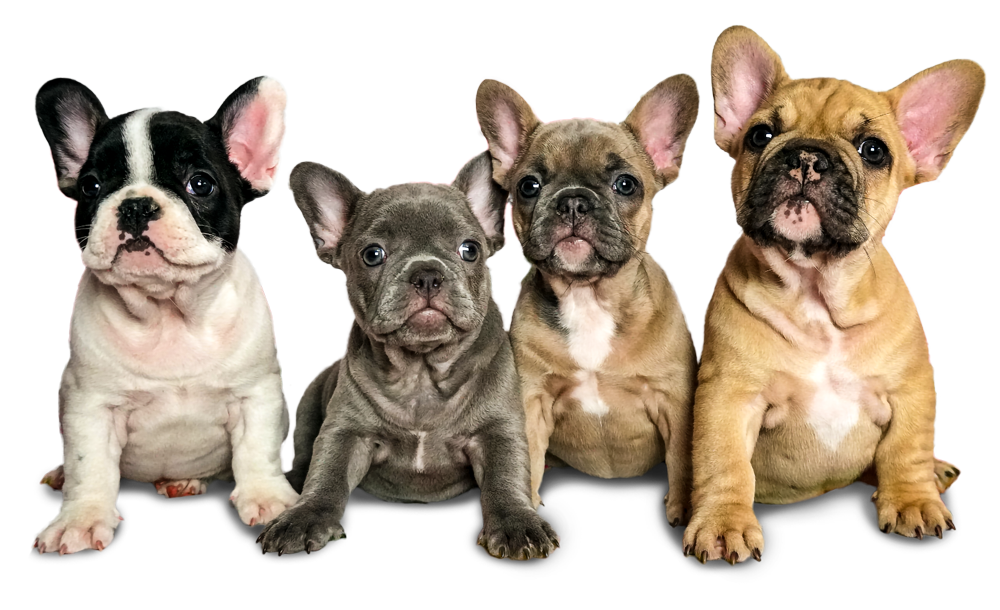 Fancy Frenchies | Florida Fancy Frenchies, french bulldogs breeders